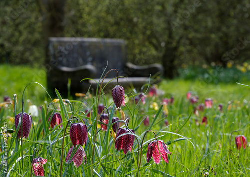 Snake's head fritillary flowers growing wild in Magdalen Meadow which runs along the bank of River Cherwell in Oxford, Oxfordshire UK. The purple chequered flowers are rare and endangered. photo