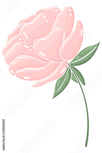 Single peony. Delicate garden flower. Pink pastel bloom, hand drawn vector illustration