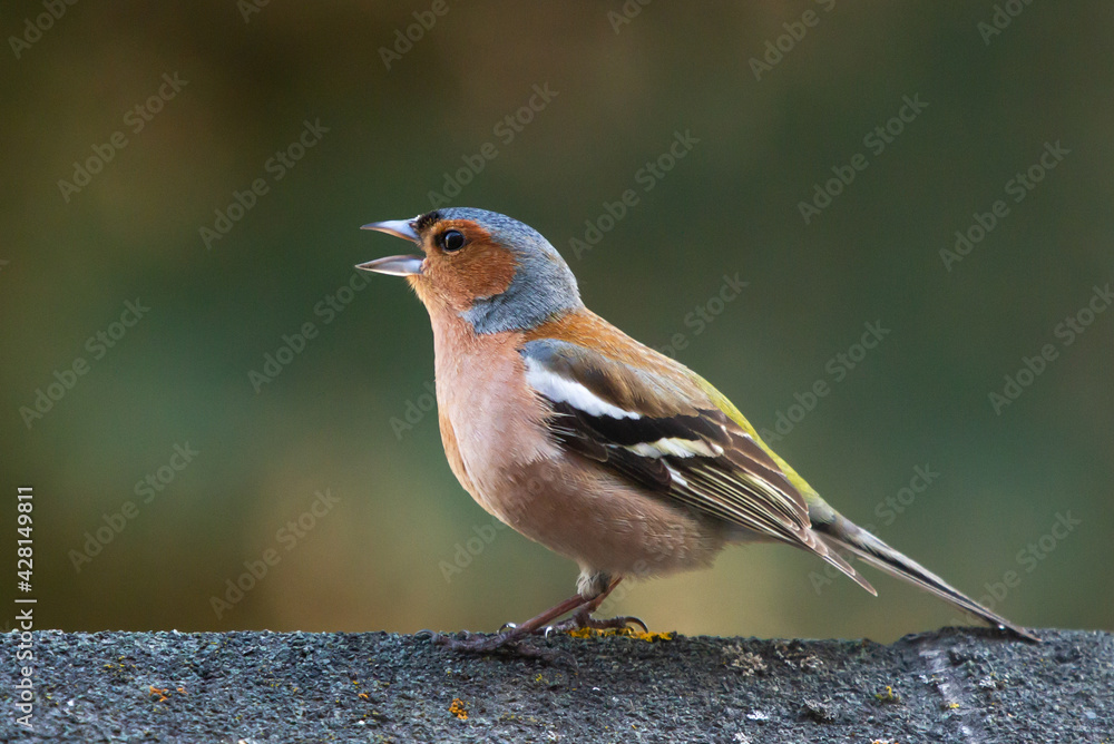 Chaffinch (Fringilla coelebs) singing on the roof Chaffinch (Fringilla coelebs) singing on the roof