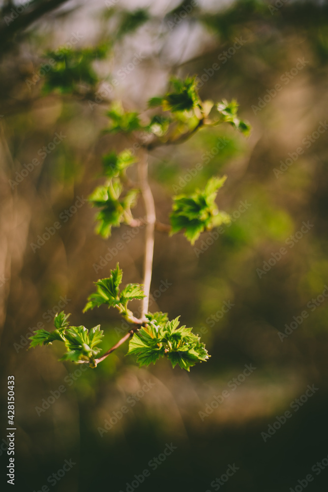 Obraz premium Green leaves bloom on a branch. Spring time of the year. Beautiful background blur.