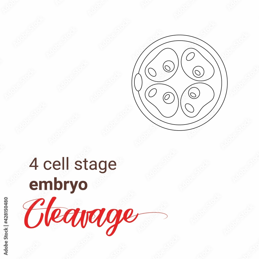 Minimalist linear illustration of a 4 cell stage embryo. Four cell stage line icon. Minimalist cleavage 4 cell outline drawing