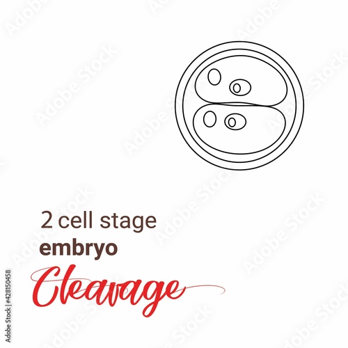 Illustration of zygote stage embryo. zygote cell stage icon. Vector cleavage zygote cell.outline Illustration cleavage
