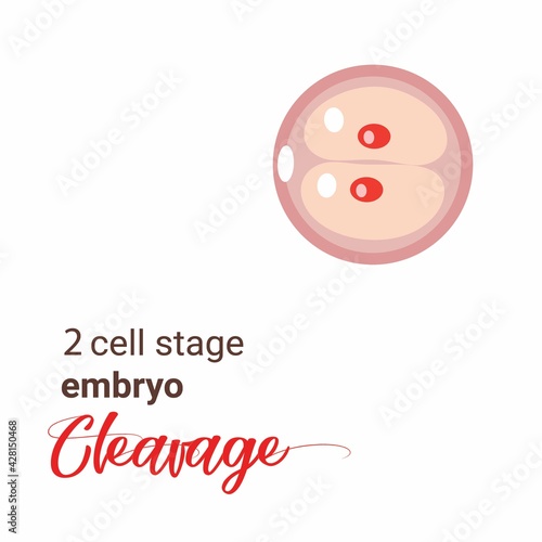 Illustration of zygote stage embryo. zygote cell stage icon. Vector cleavage zygote cell. Illustration cleavage