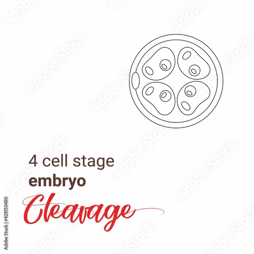 Minimalist linear illustration of a 4 cell stage embryo. Four cell stage line icon. Minimalist cleavage 4 cell outline drawing