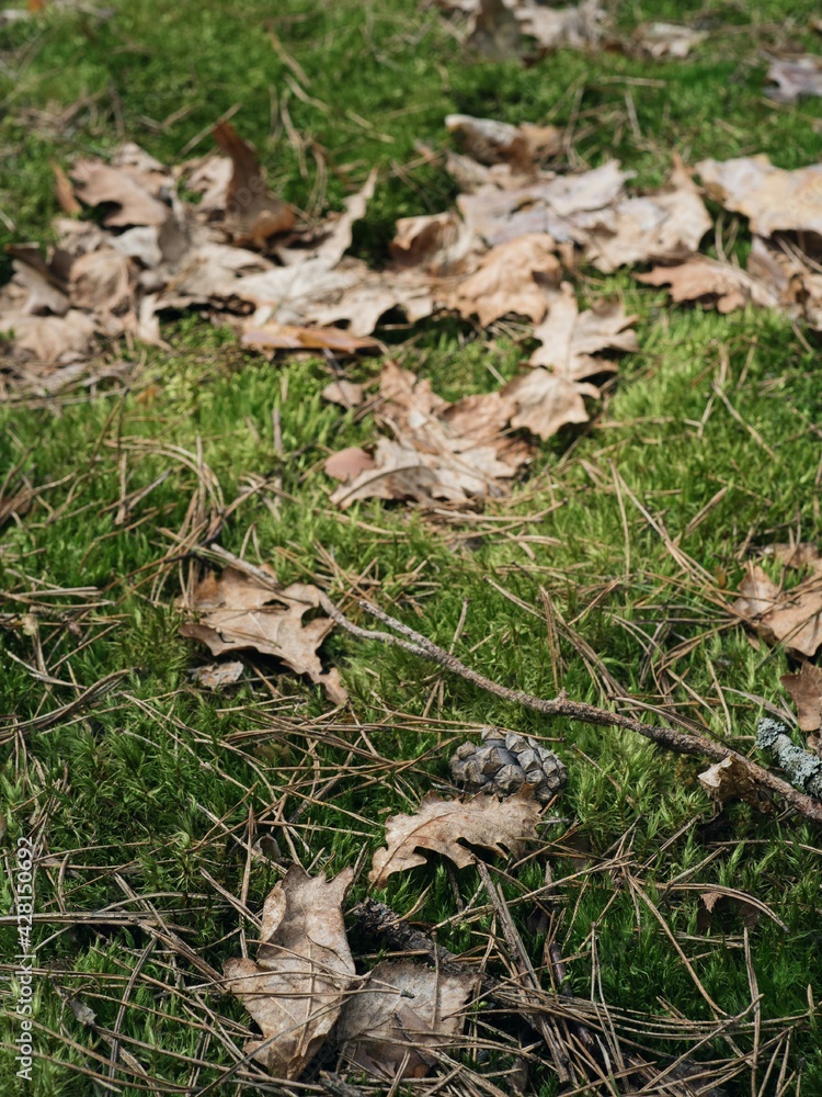 Forest moss and dry leaves on the ground Forest moss and dry leaves on the ground