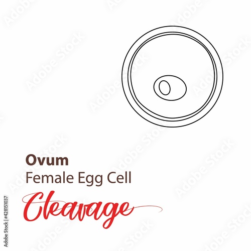 Illustration of a cell stage embryo. Four cell stage icon. Vector cleavage cell line. outline Illustration cleavage