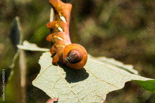 moth caterpillar Eumorpha pandorus eating on leaf photo