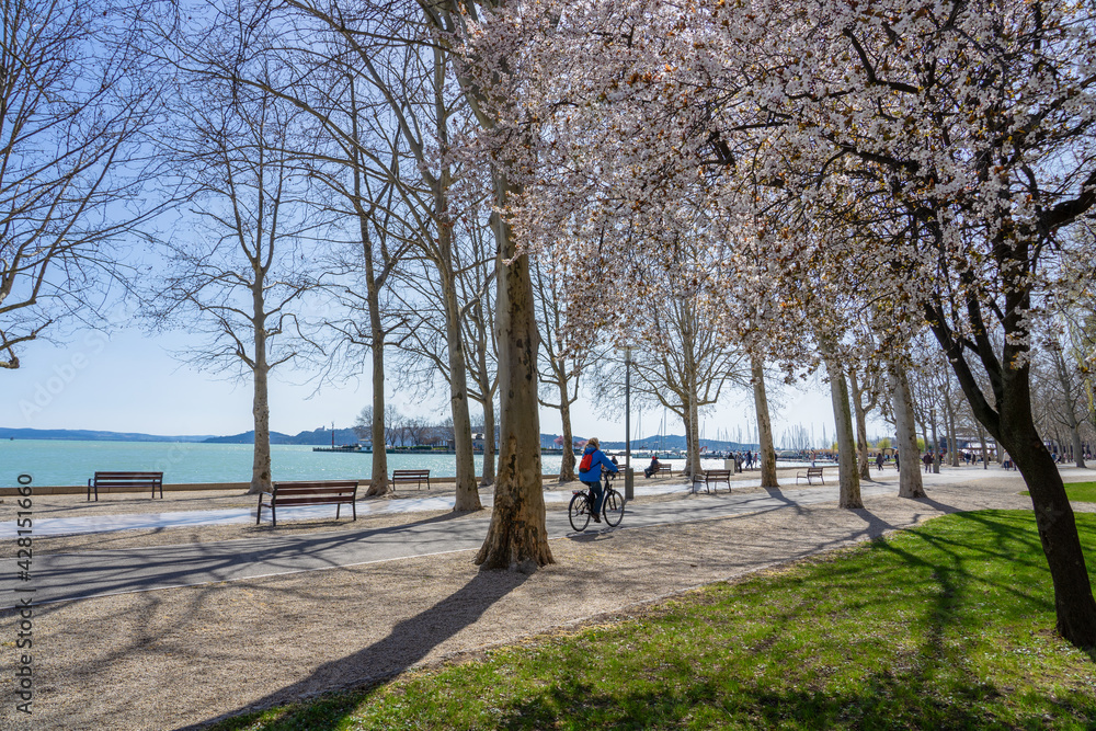 Tagora promenade with beautiful blooming trees next to Lake Balaton with a woman on bicycle in Balatonfured
