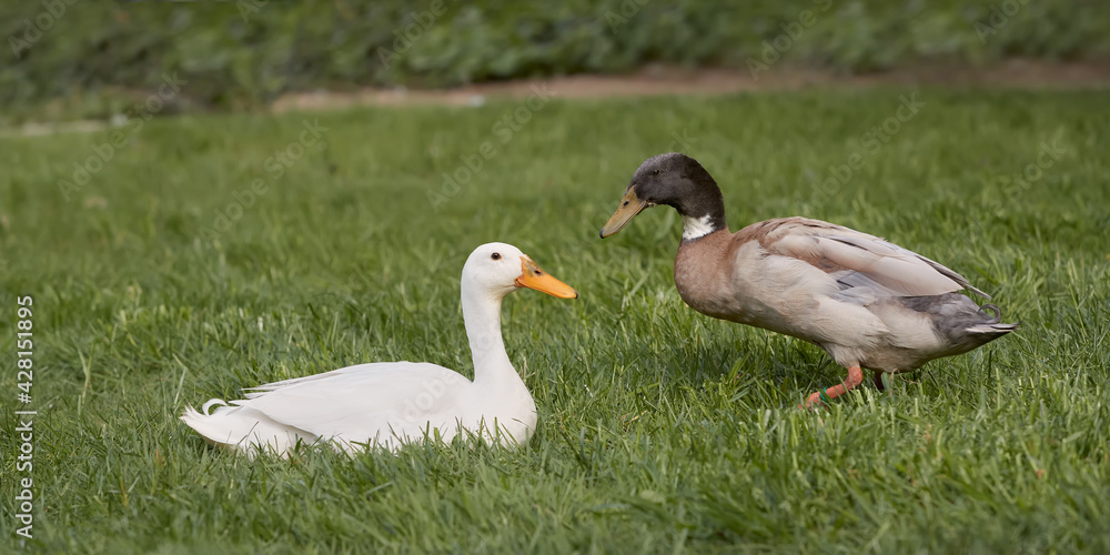 Obraz premium Two Indian runner ducks in the grass