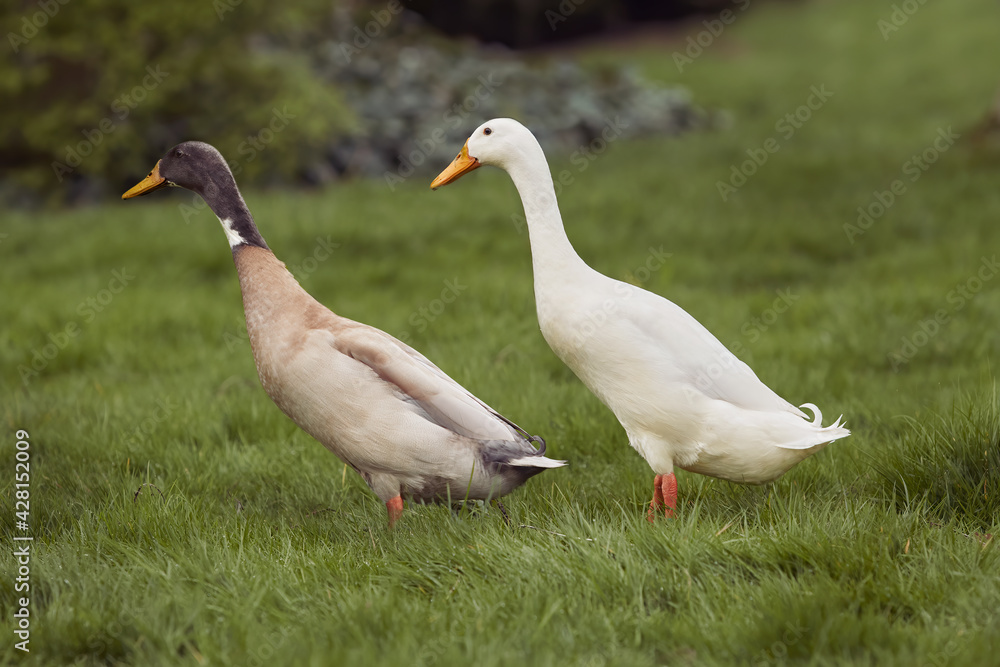 Two Indian runner duck in the grass Two Indian runner duck in the grass