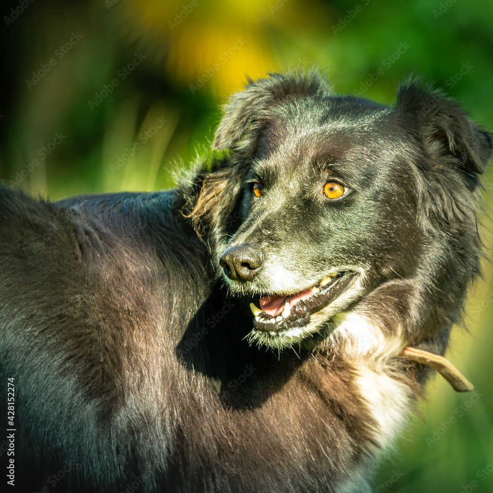 border collie teinte verte border collie teinte verte