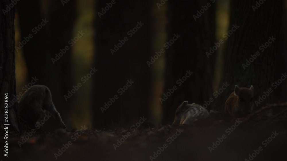 Closeup youngs wild boar Sus scrofa, piggy scratching yourself by tree trunk. Wildlife scene of furry animals in natural habitat. Strong nose and well smell sense to search food in omnivorous mammal. Closeup youngs wild boar Sus scrofa, piggy scratching yourself by tree trunk. Wildlife scene of furry animals in natural habitat. Strong nose and well smell sense to search food in omnivorous mammal.