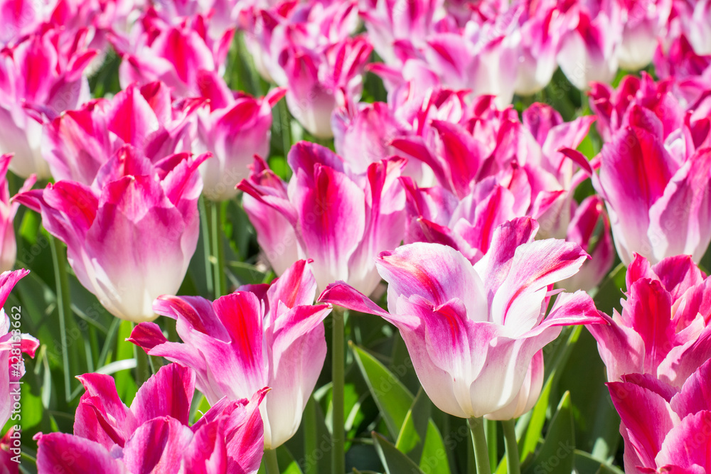 Bright pink tulips are blooming in the spring in the sunlight. Pink tulip as a symbol of the Netherlands Bright pink tulips are blooming in the spring in the sunlight. Pink tulip as a symbol of the Netherlands