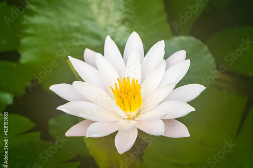 white lotus and single flower bloom with yellow pollen on green leaf and pool for beauty in nature and worshiping buddhist monks with space