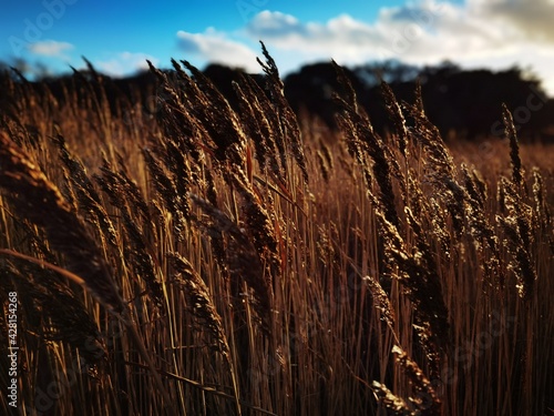 wheat field at sunset, by the Dorset coast UK