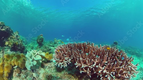 Wallpaper Mural Tropical fishes and coral reef underwater. Hard and soft corals, underwater landscape. Panglao, Bohol, Philippines. Torontodigital.ca