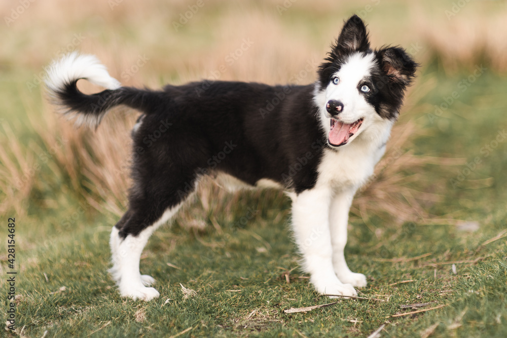 Border Collie sheep dog puppy 8 weeks old on a farm in South Wales