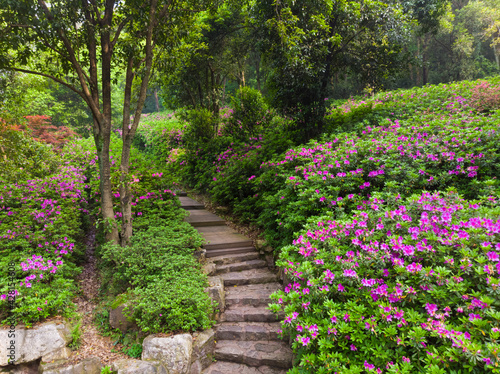 Early spring aerial scenery of Moshan Rhododendron Garden in East Lake  Wuhan  Hubei  China