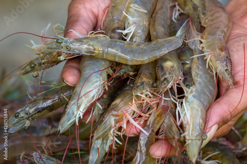 Pacific White shrimps