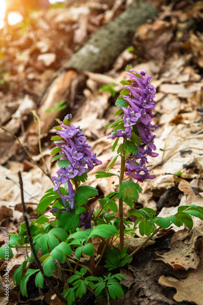Corydalis solida purple flower of hollowroot at wild usually blooms spring in parks and forests Corydalis solida purple flower of hollowroot at wild usually blooms spring in parks and forests