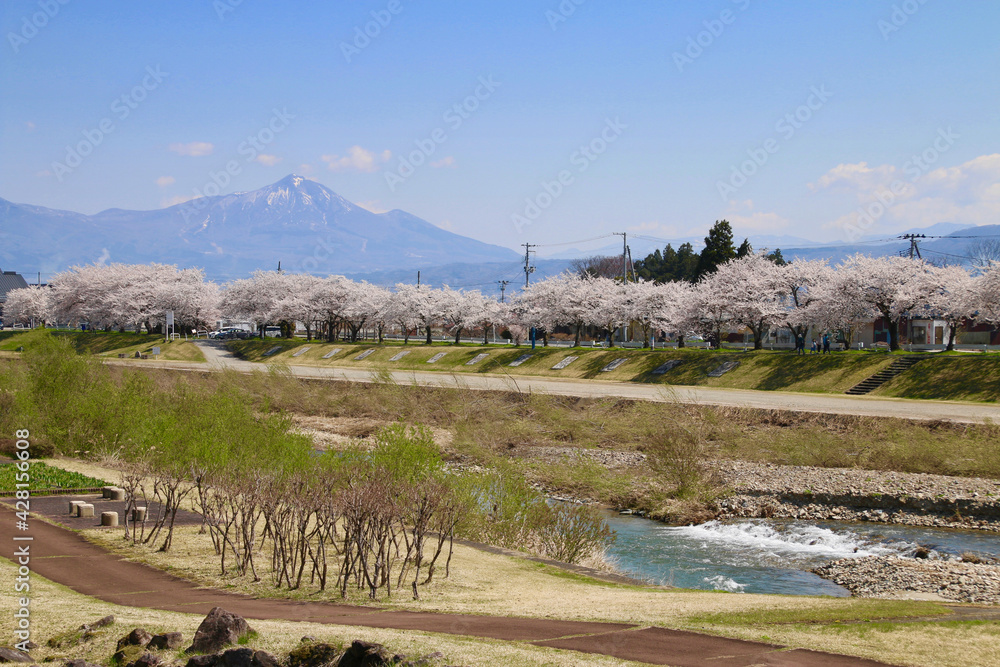 宮川の千本桜と磐梯山(福島県・会津美里町) 宮川の千本桜と磐梯山(福島県・会津美里町)