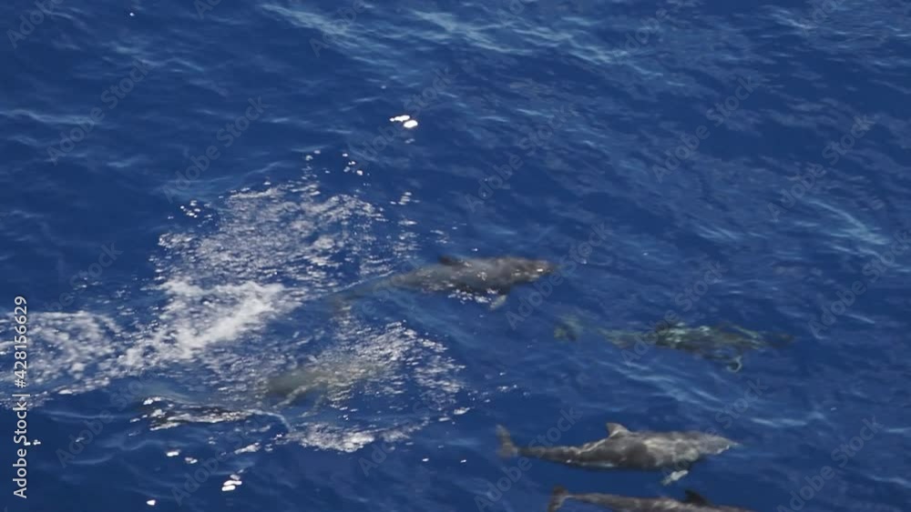 Playful bottlenose dolphins swimming in the ocean Playful bottlenose dolphins swimming in the ocean