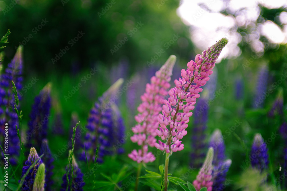 Lush lilac bushes blooming in spring Lush lilac bushes blooming in spring
