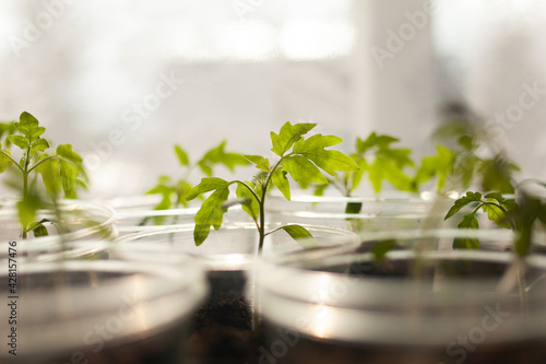 Green tomato seedlings in plastic transparent pots.