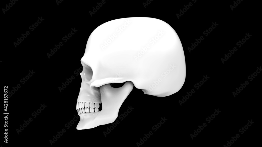 Skull of the human isolated on a blue background. 3d render white skull. Skull in profile Skull of the human isolated on a blue background. 3d render white skull. Skull in profile