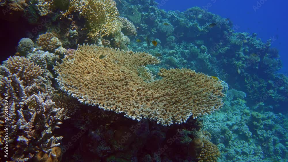 Pharaoh's Acropa (Acropora pharaonia) Up to 1.5 m. The branches are intertwined and twisted, directed upwards, while small, then grow horizontally. Closed reef slopes from 2 to 30 m. Pharaoh's Acropa (Acropora pharaonia) Up to 1.5 m. The branches are intertwined and twisted, directed upwards, while small, then grow horizontally. Closed reef slopes from 2 to 30 m.