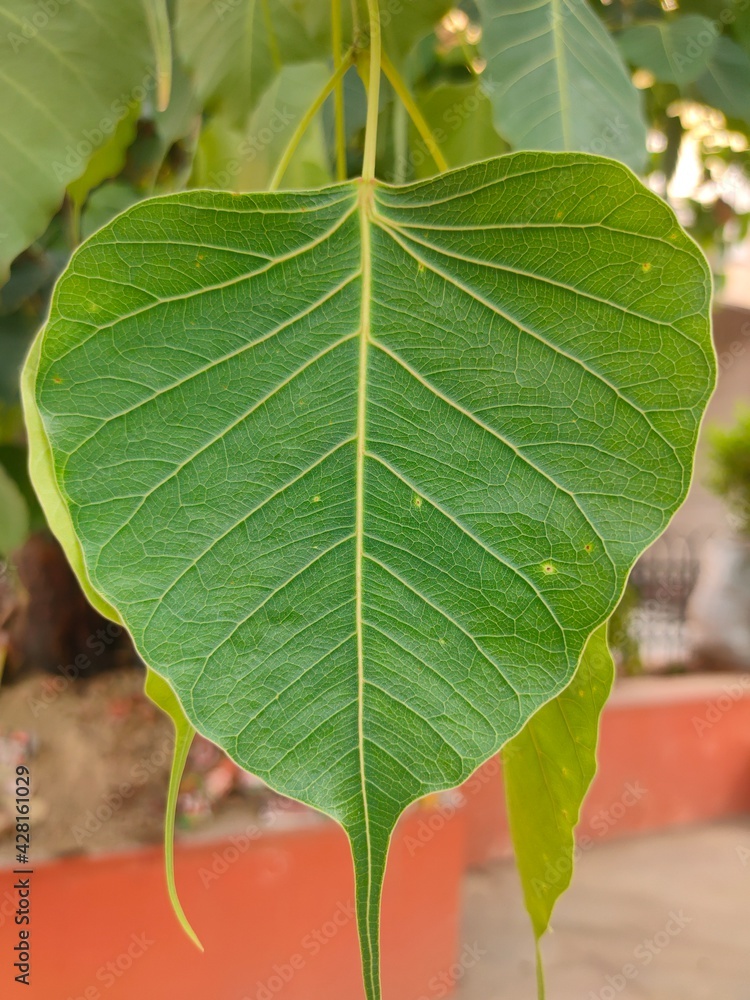 Significance Of Peepal Tree What Is Sacred Peepal Tree, 41 OFF