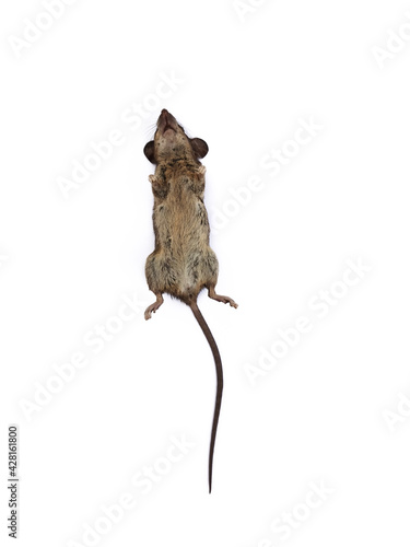 rat isolated on white background