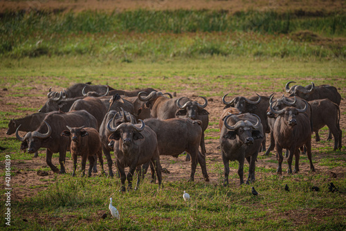 Buffalo in savannah in Murchison National Park, Uganda, Africa © Pawel