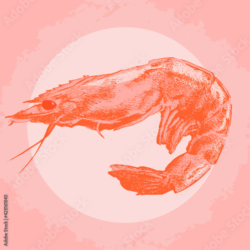 Red shrimp on circle. Grunge background. For banner, menu, fish shop and restaurant