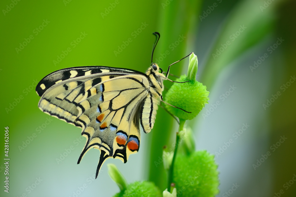 Close up of swallawtail butterfly perched on flowers Close up of swallawtail butterfly perched on flowers