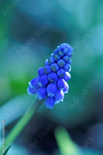 eine blaue Blume mit kleinen Blüten, es ist eine Hyazinthe in einer Macro Aufnahme 