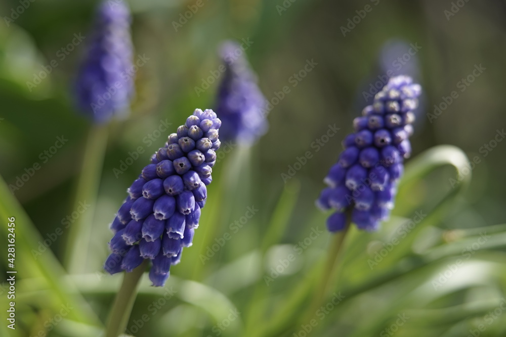 eine blaue Blume mit kleinen Blüten, es ist eine Hyazinthe in einer Macro Aufnahme eine blaue Blume mit kleinen Blüten, es ist eine Hyazinthe in einer Macro Aufnahme