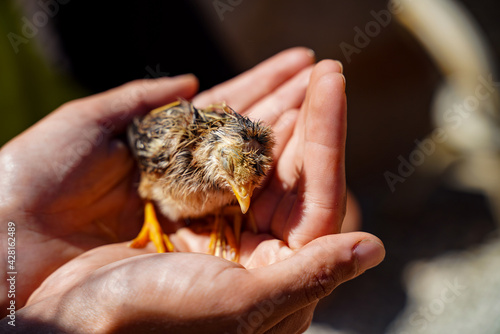 Fototapeta Naklejka Na Ścianę i Meble -  Photo of a little bird chick in a human hands.