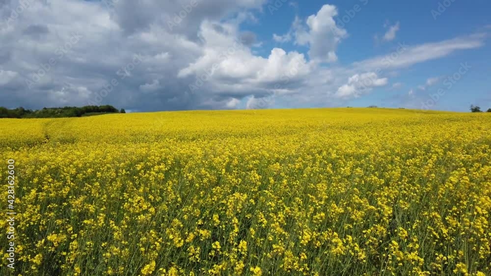 Canola field in full bloom under beautiful sky, 4k video footage crane movement upward Canola field in full bloom under beautiful sky, 4k video footage crane movement upward
