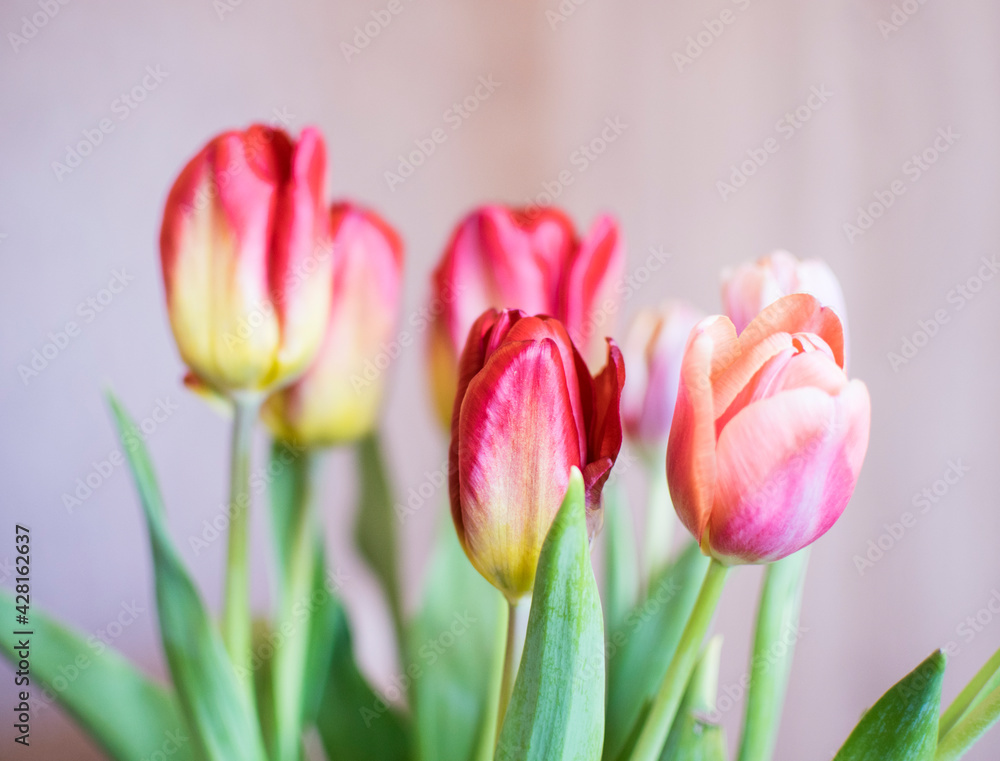 Bouquet of red tulips with green leaves Bouquet of red tulips with green leaves
