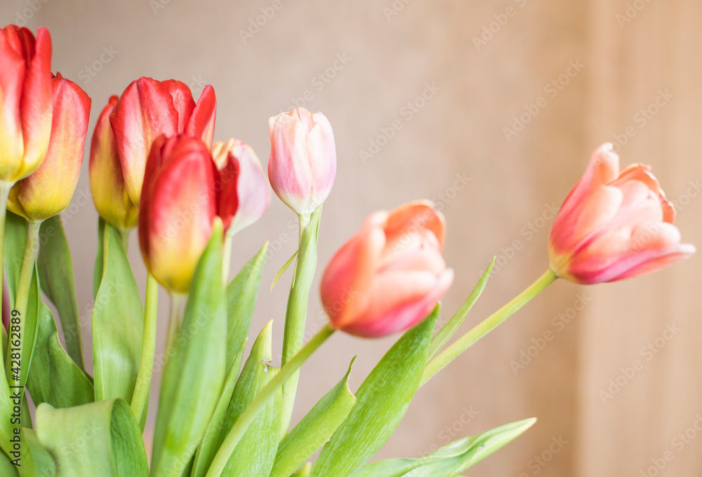 Bouquet of red tulips with green leaves