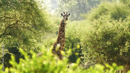 Magnifficent giraffe standing still and looking at camera. Portrait of exotic mammal through trees with little birds circling around and landing on his head. Concept of wilderness, safari, travel. photo