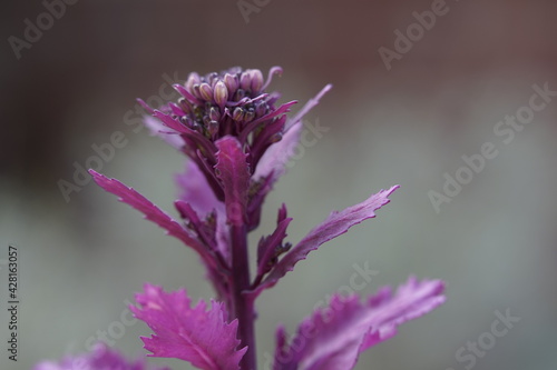 ein Kohl ist am bl  hen  eine sch  ne lila Blume oder Pflanze in einer Macro aufnahme