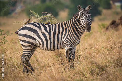 zebra in the wild in Kidepo Valley  Uganda  Africa