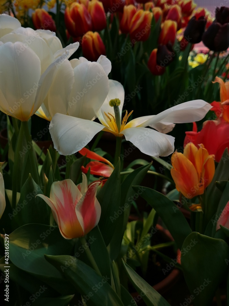 red and white tulips red and white tulips