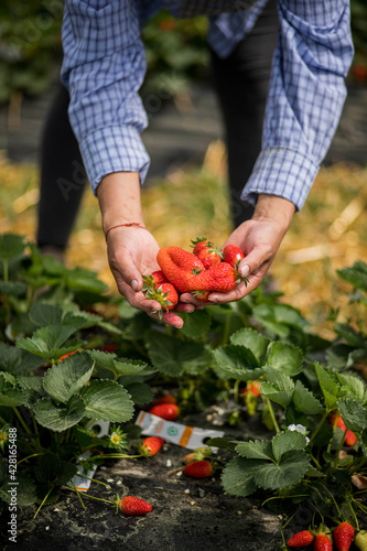 Mains d'une femme qui récolte des fraises dans un champs dans les Landes