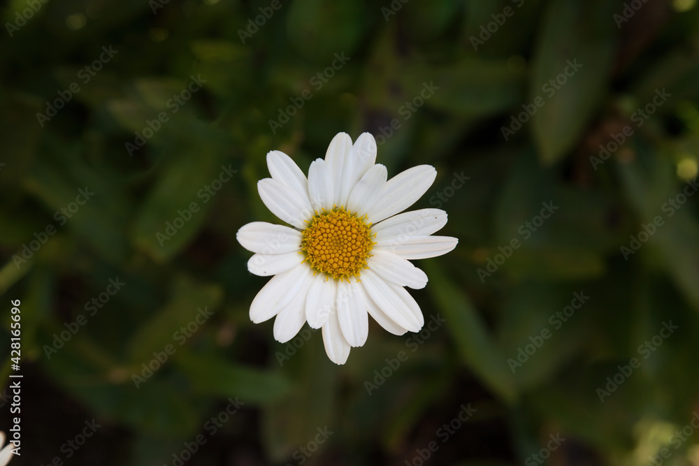 Fototapeta premium Daisy in the garden