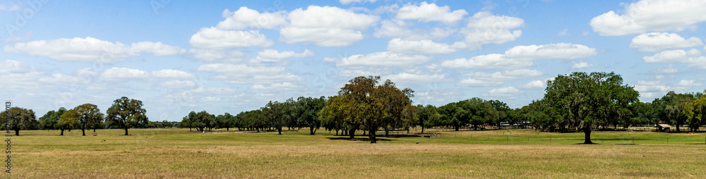 Fototapeta premium landscape with trees