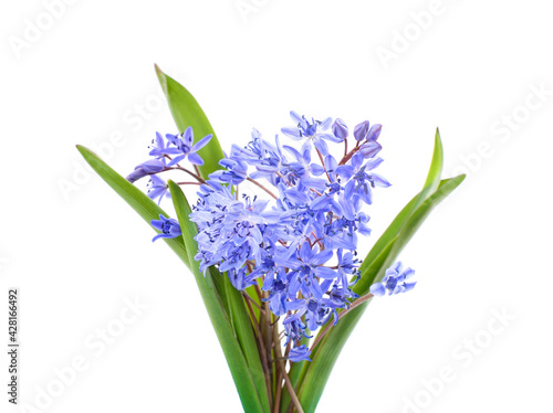 Bouquet blue snowdrops.