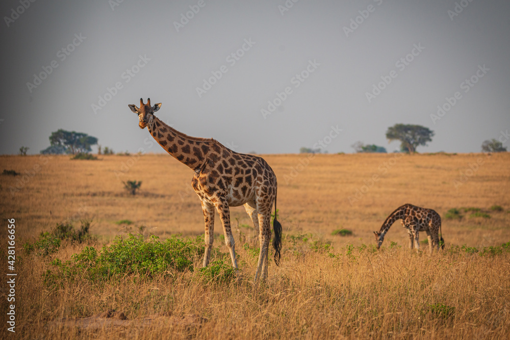 Obraz premium Giraffes in Murchison National Park, Uganda, Africa